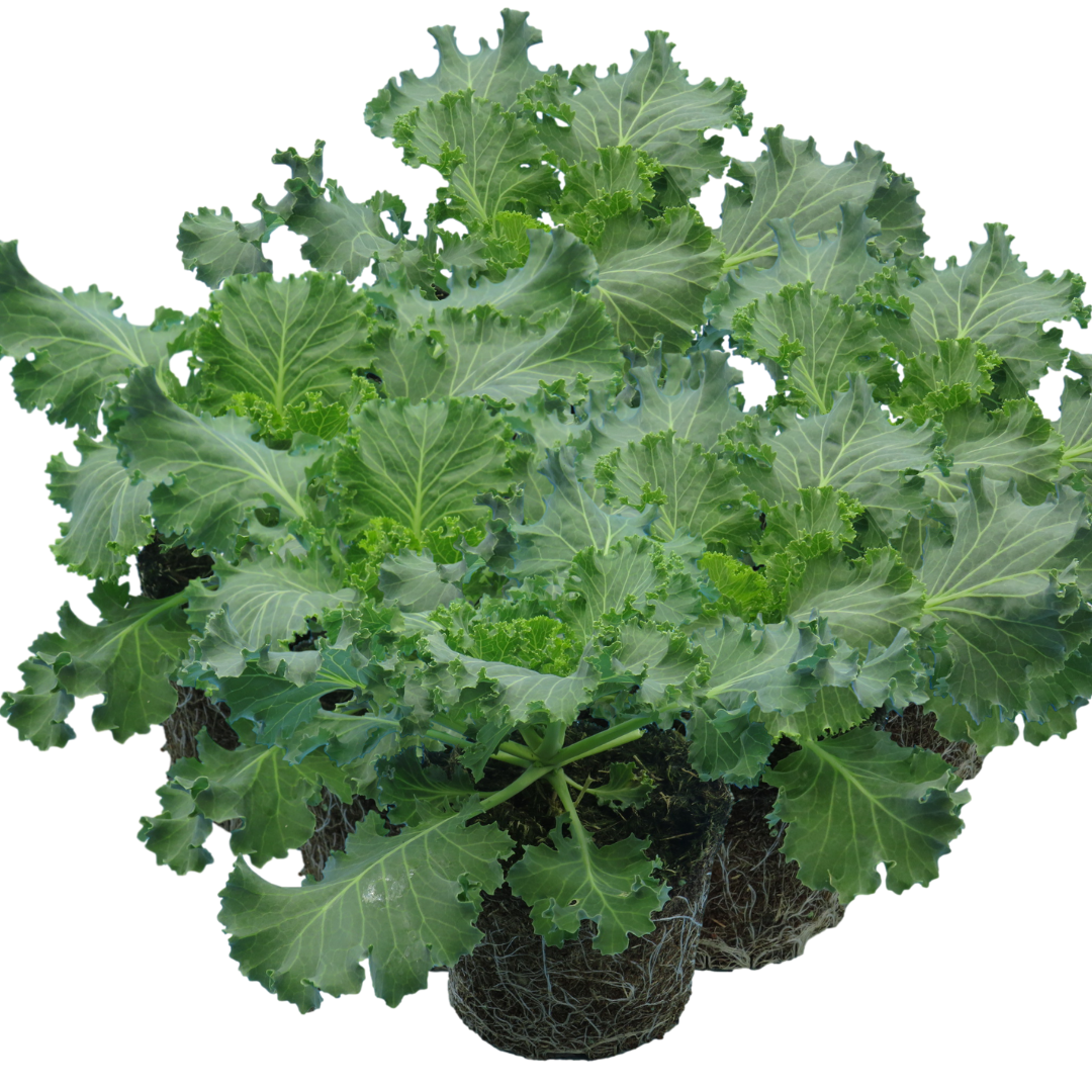 Ornamental ‘Cabbage White’ — Hardy Perennial, 1L Pot