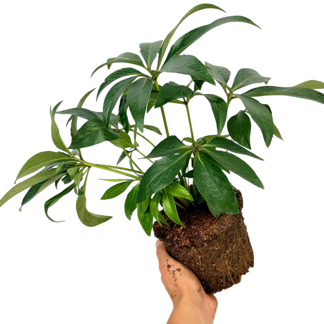 Hellebore ‘Tutu’ — Hardy Perennial, Bee-Friendly, 2L Pot