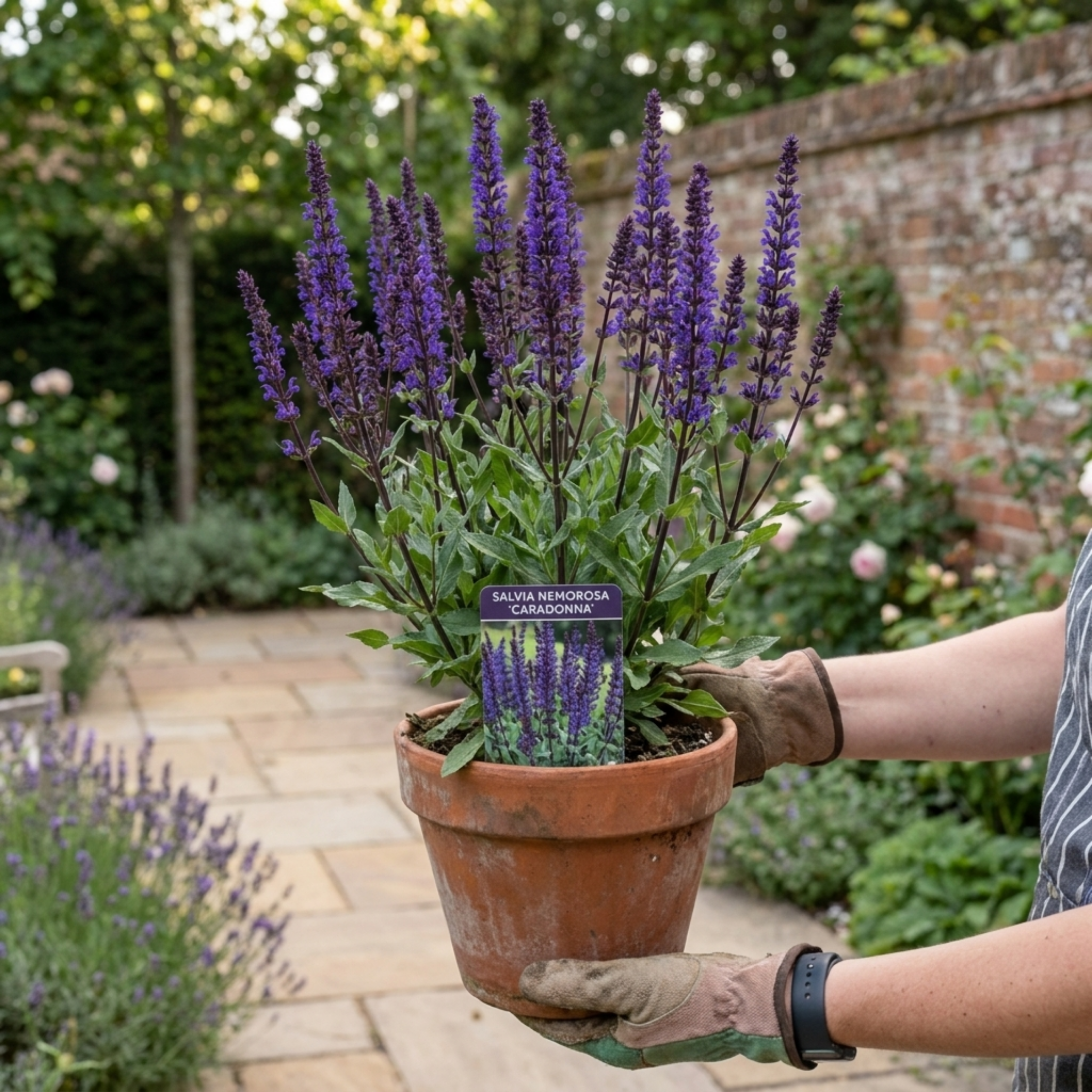 Salvia ‘Caradonna’ — Hardy Perennial, Bee-Friendly, 17cm Pot