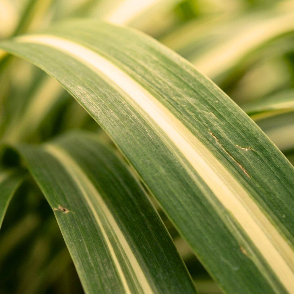 Cordyline ‘Eurostripe’ — Hardy Perennial, 3L Pot