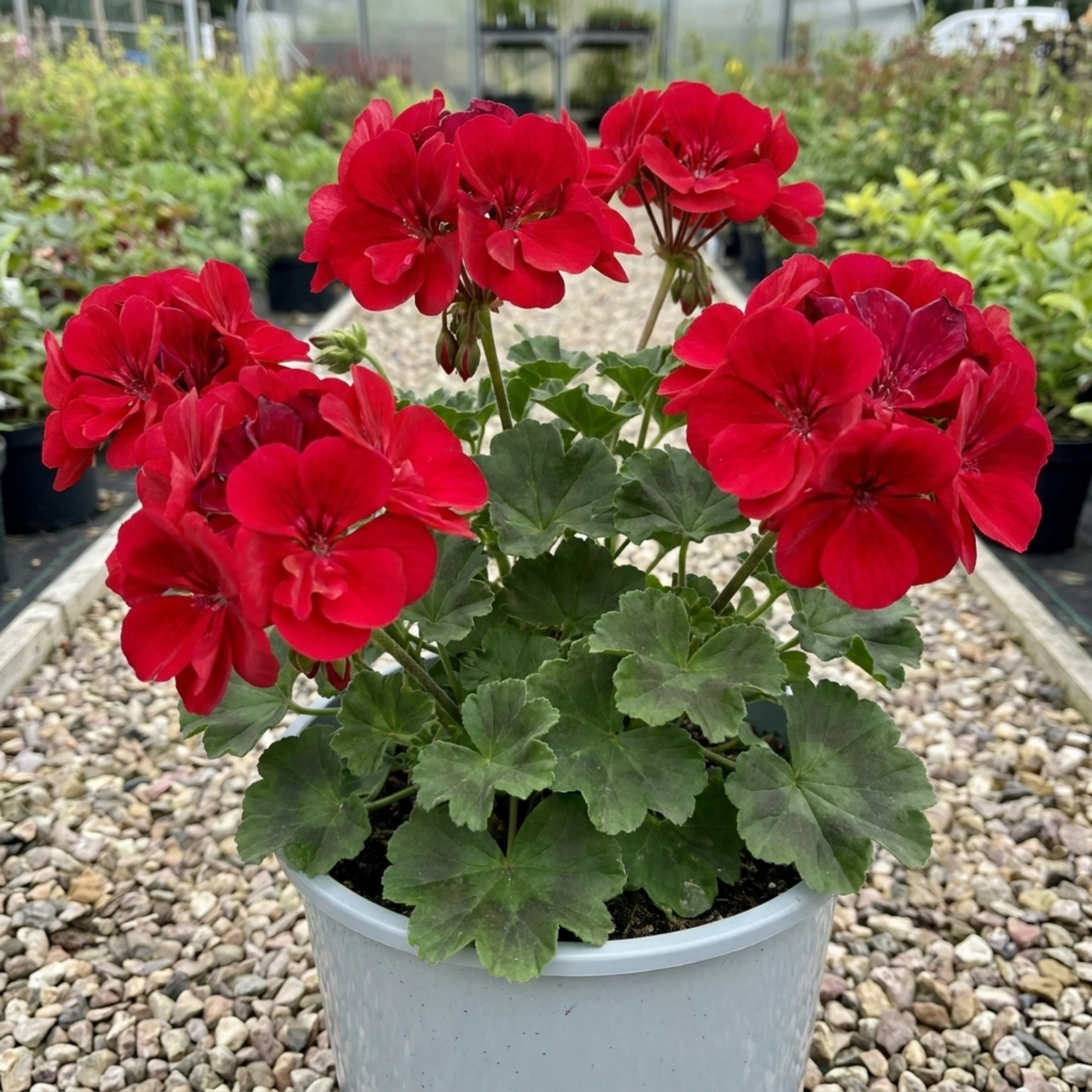 Pelargonium ‘Calliope M Scarlet Red’ — Tender Perennial (grown As An Annual in the Uk), Bee-Friendly, 5L Pot