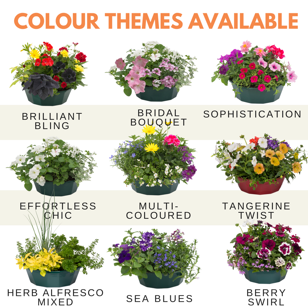 Tangerine Twist Speedplanter — Pre-Planted Mixed Annual Display, 7-Plant Set