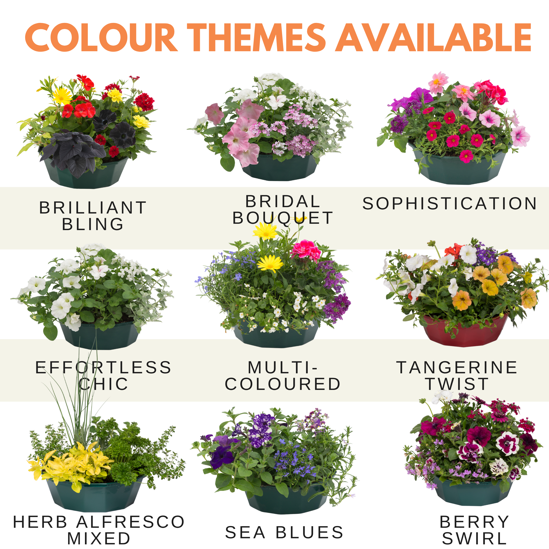 Tangerine Twist Speedplanter — Pre-Planted Mixed Annual Display, 7-Plant Set