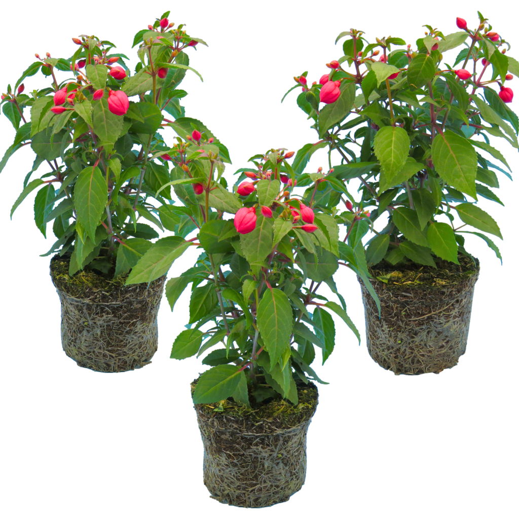 Fuchsia ‘Diva Rose’ — Hardy Perennial, Bee-Friendly, 1L Pot (Set of 3 or 6)