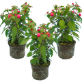 Fuchsia ‘Diva Rose’ — Hardy Perennial, Bee-Friendly, 1L Pot (Set of 3 or 6)