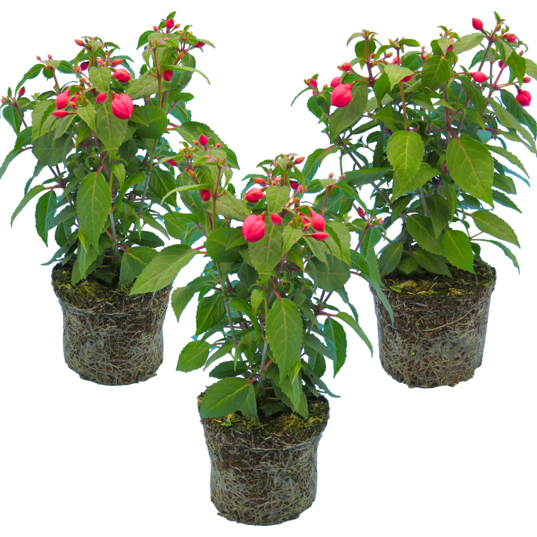 Fuchsia ‘Diva Rose’ — Hardy Perennial, Bee-Friendly, 1L Pot (Set of 3 or 6)