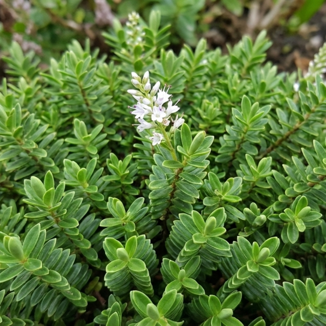 Hebe ‘Little Leaves Green’ — Hardy Shrub, 2L Pot