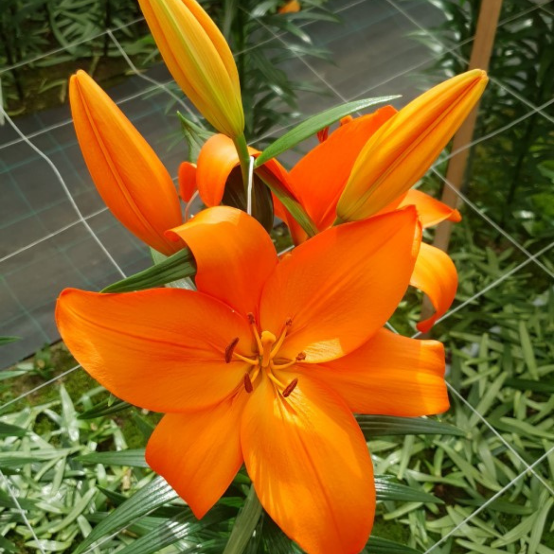 Lilium ‘Orange’ — Hardy Bulb, Bee-Friendly, 1L Pot (Set of 3 or 6)