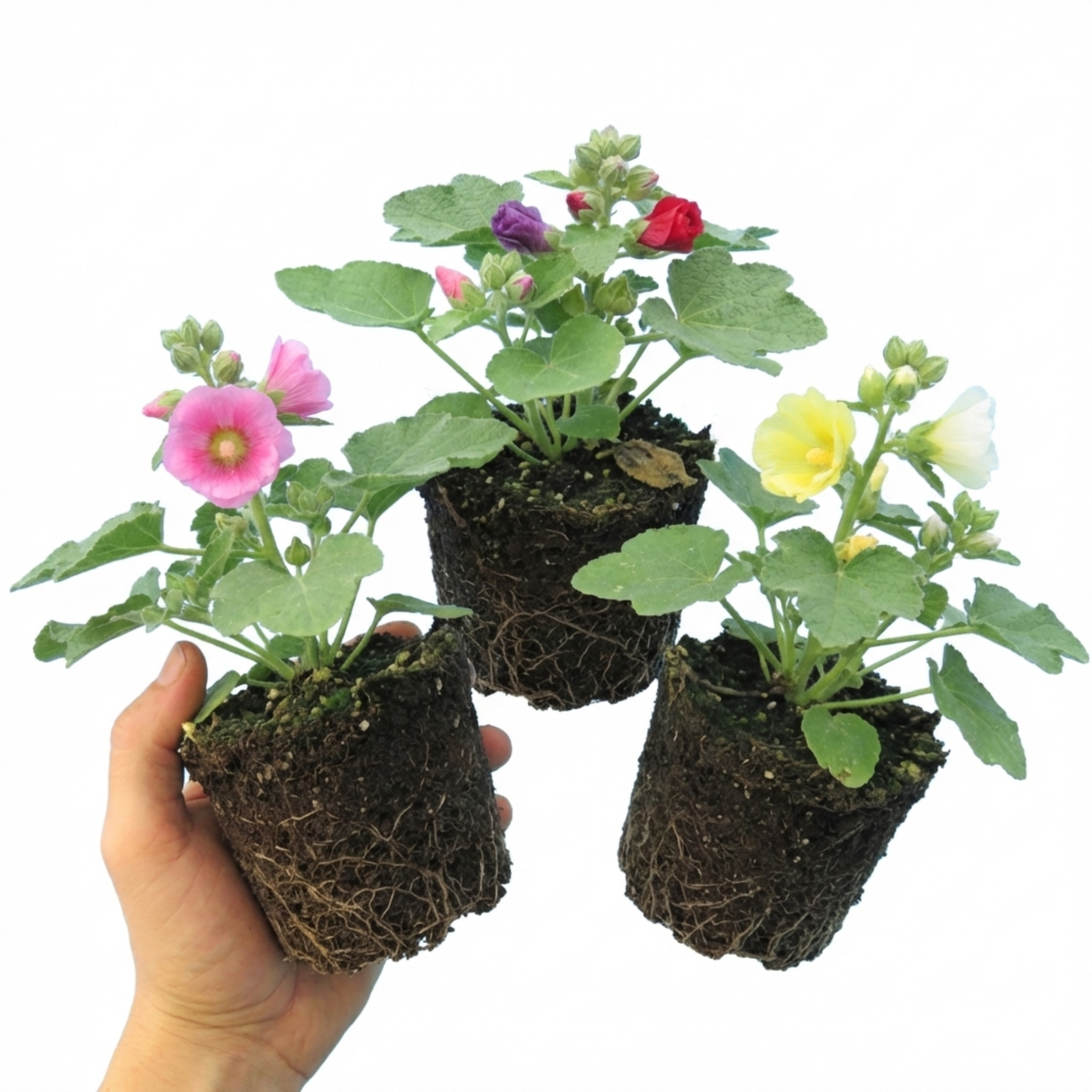 Hollyhock ‘Growers Mix’ — Hardy Perennial, Bee-Friendly, 1L Pot (Set of 3 or 6)