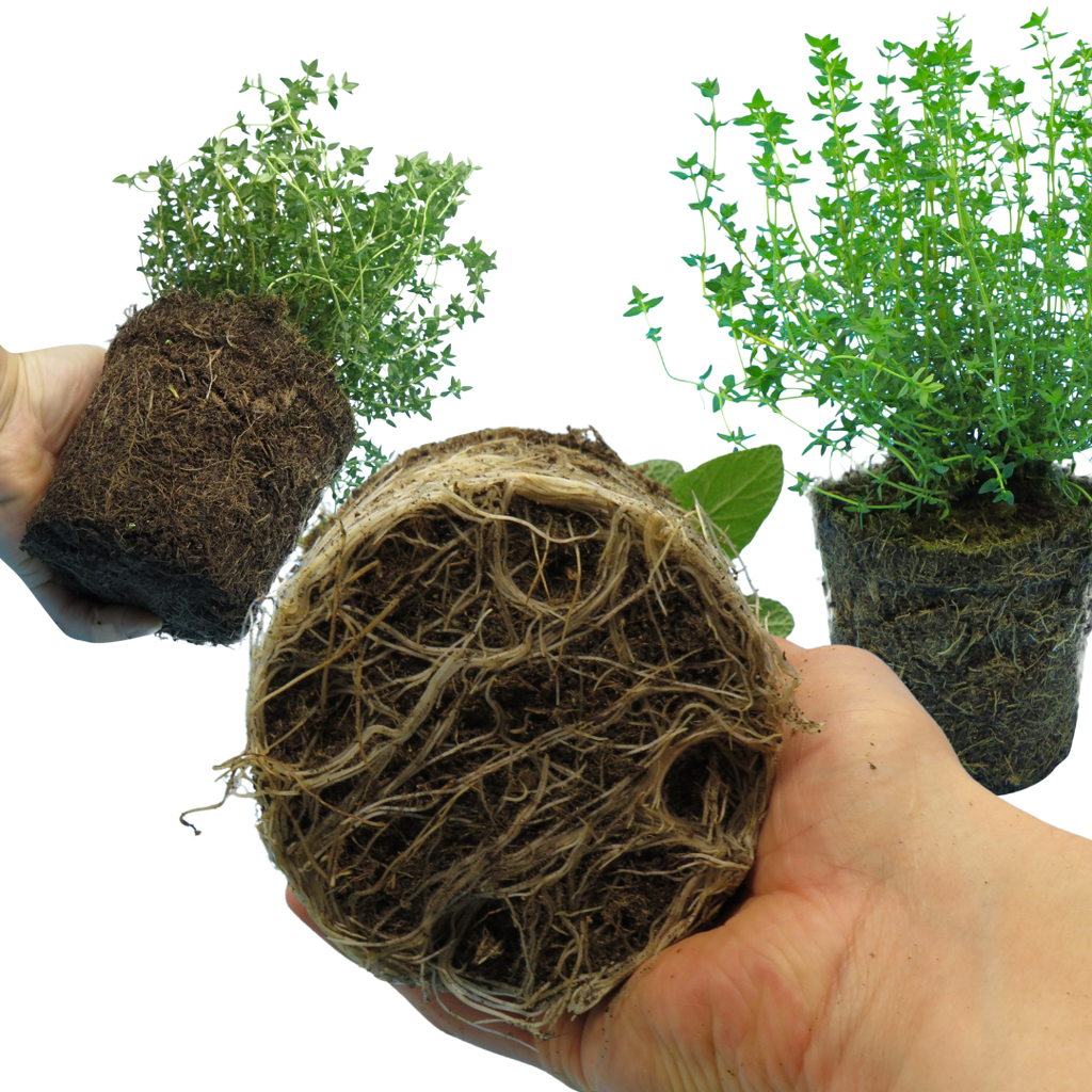 Winter Cooking Herb Collection — Curated 3-Plant Set (Sage, Thyme, Rosemary), 13cm Pots
