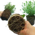 Winter Cooking Herb Collection — Curated 3-Plant Set (Sage, Thyme, Rosemary), 13cm Pots