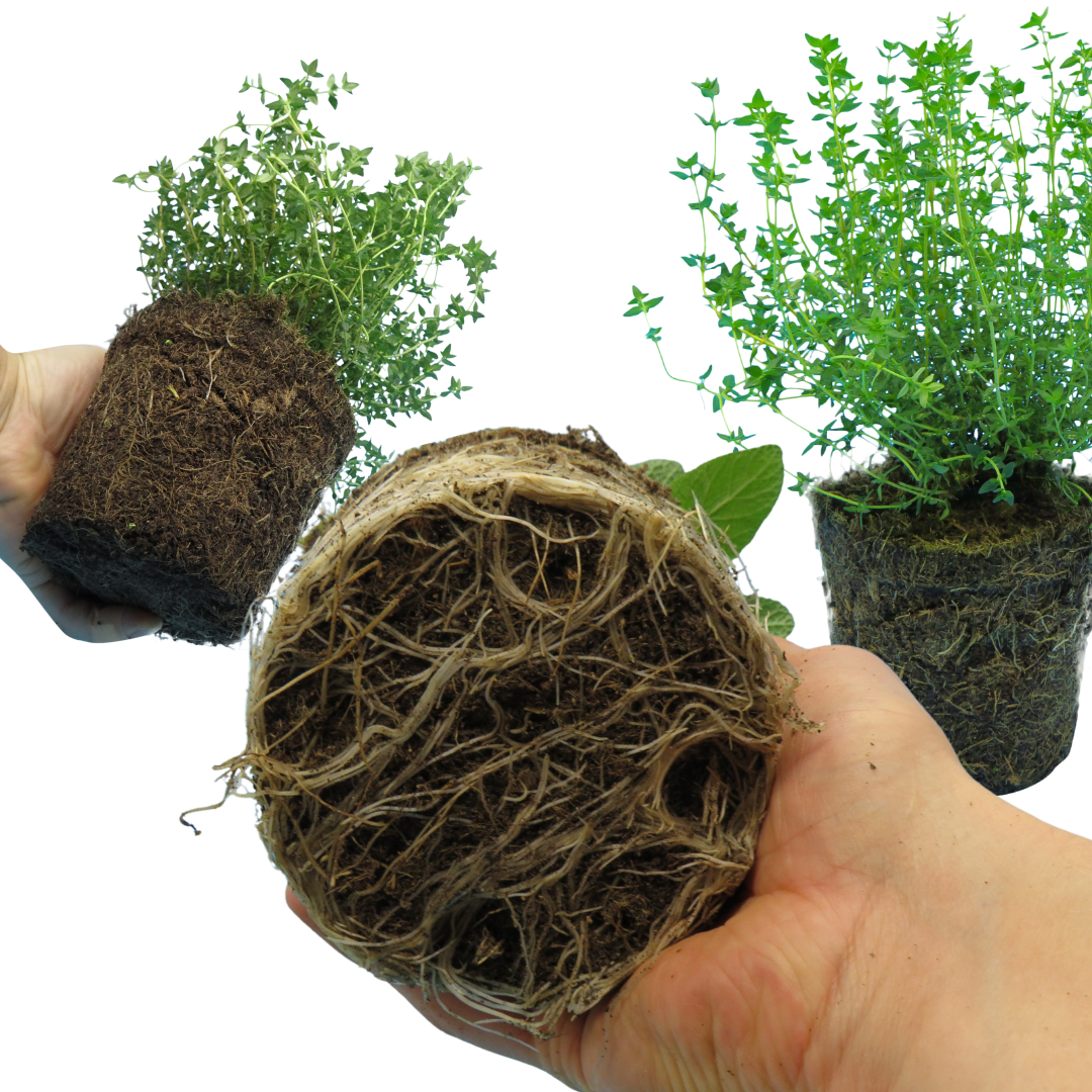 Winter Cooking Herb Collection — Curated 3-Plant Set (Sage, Thyme, Rosemary), 13cm Pots
