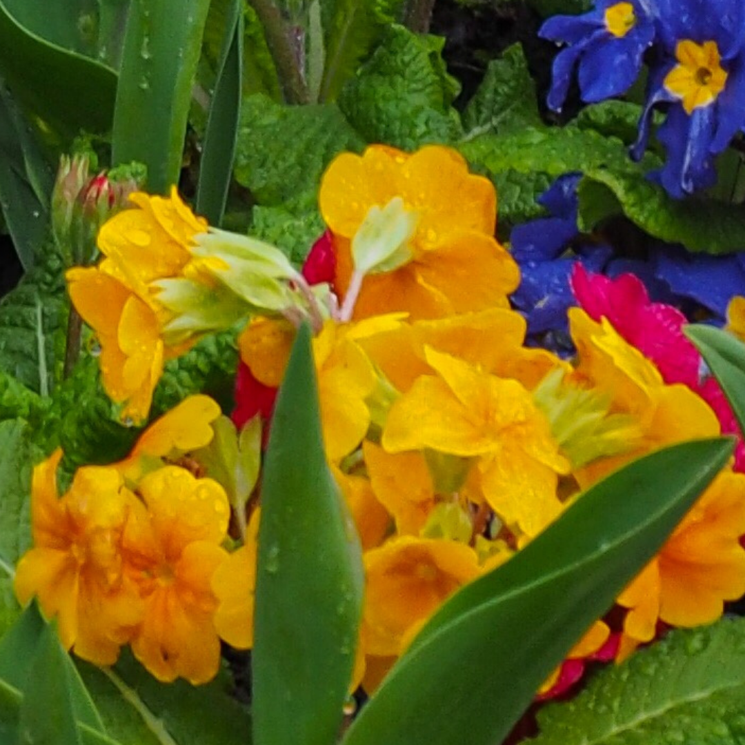 Polyanthus ‘Orange’ — Hardy Perennial, Bee-Friendly, 10.5cm Pot