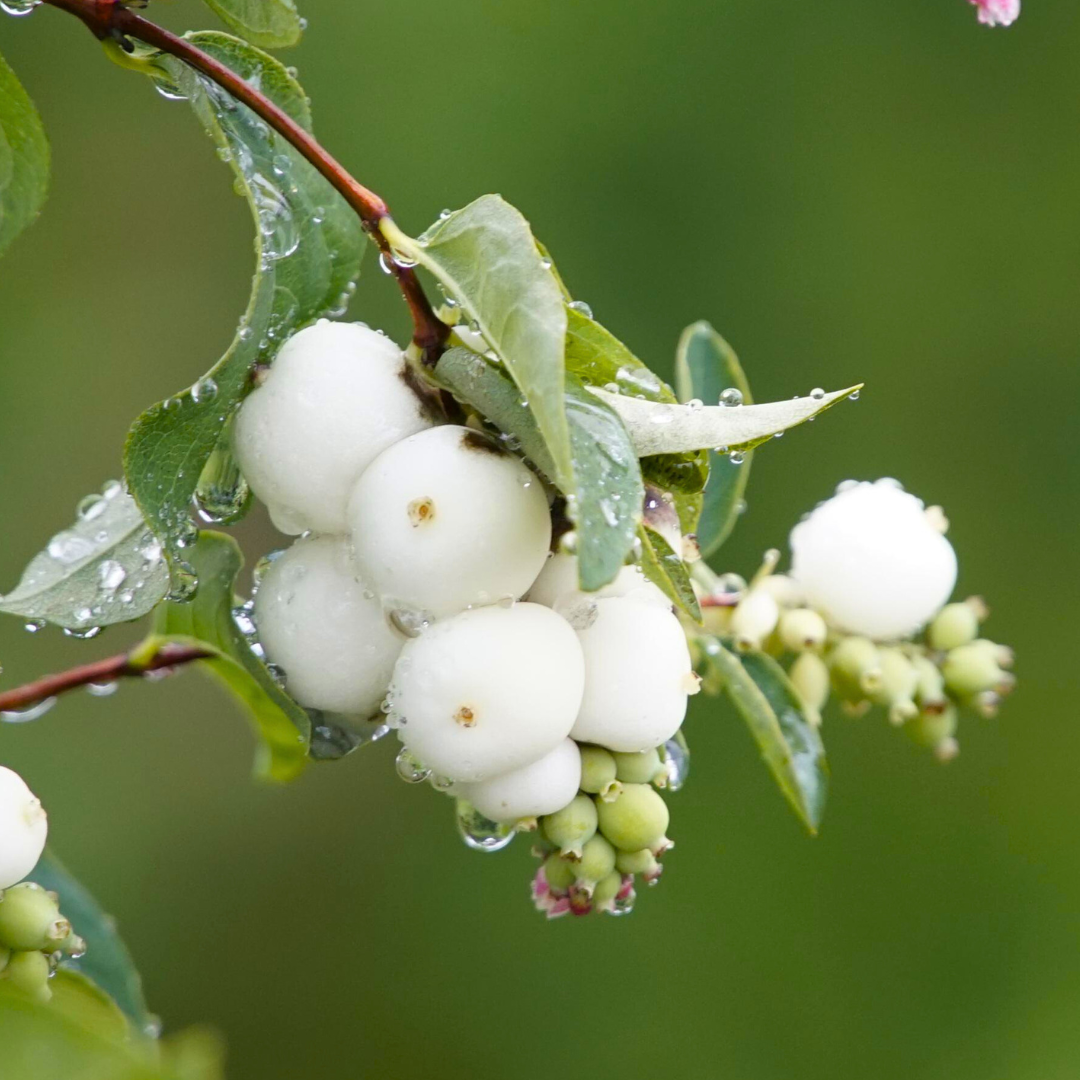 Symphoricarpos ‘Magical Galaxy’ — Hardy Perennial, 3L Pot