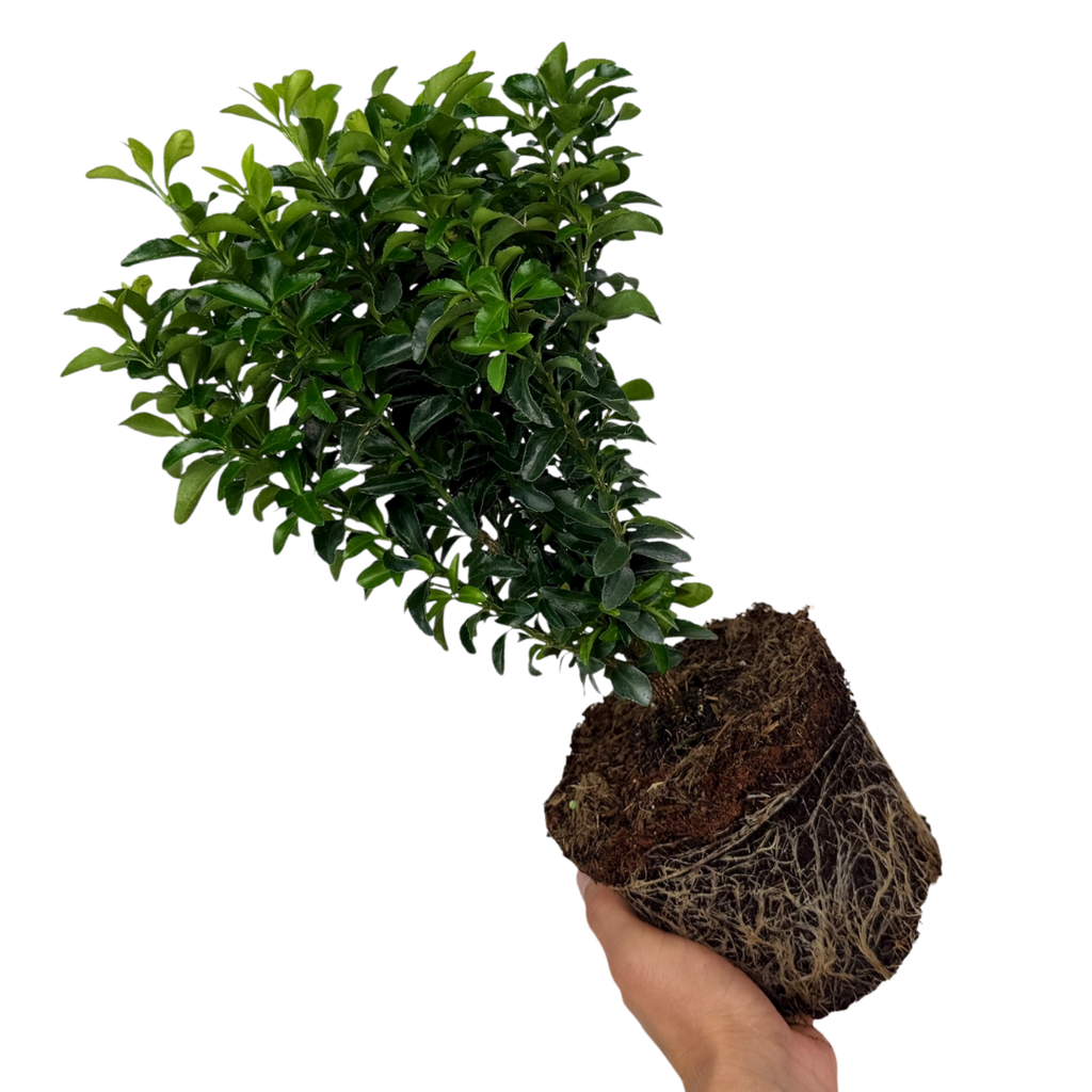 Euonymus ‘Green Spire’ — Hardy Shrub, 2L Pot