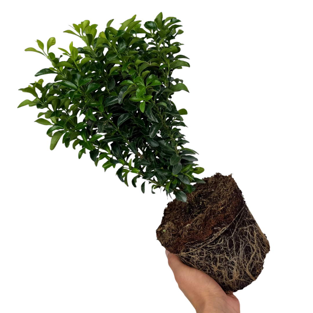 Euonymus ‘Green Spire’ — Hardy Shrub, 2L Pot