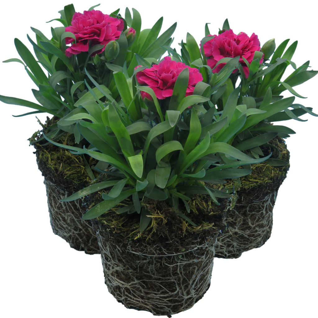 Carnation ‘Oscar’ — Hardy Perennial, Bee-Friendly, 10.5cm Pot