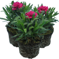 Carnation ‘Oscar’ — Hardy Perennial, Bee-Friendly, 10.5cm Pot