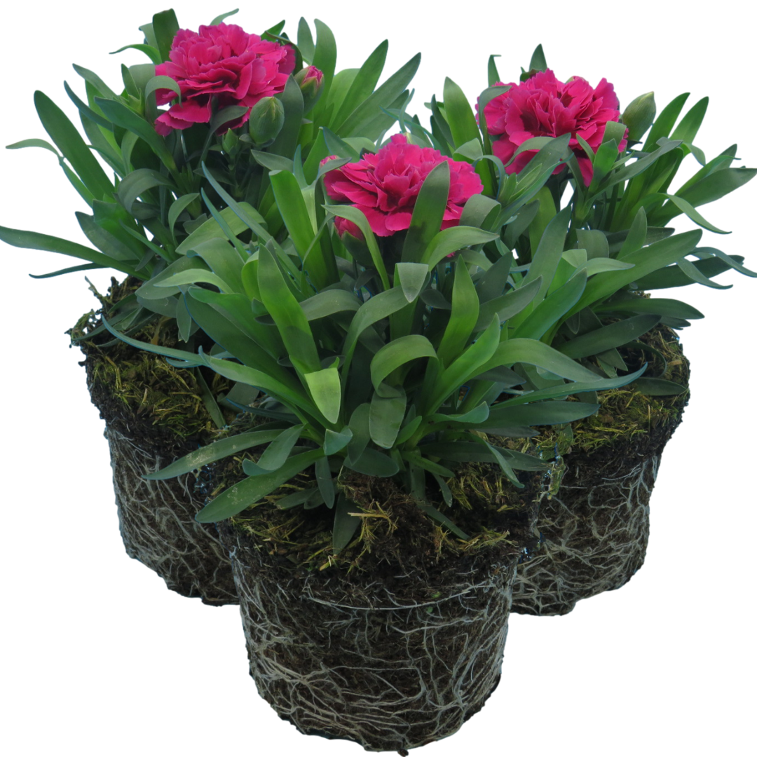 Carnation ‘Oscar’ — Hardy Perennial, Bee-Friendly, 10.5cm Pot