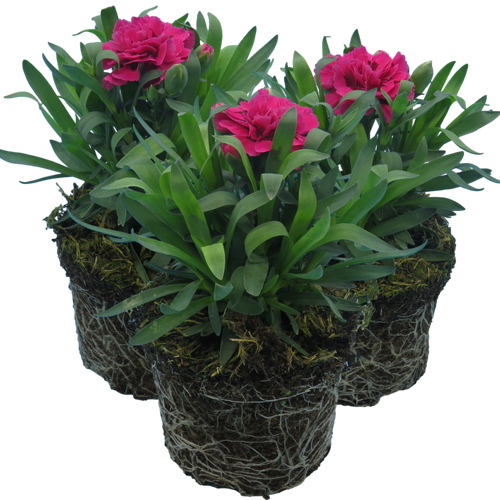 Carnation ‘Oscar’ — Hardy Perennial, Bee-Friendly, 10.5cm Pot