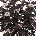 Physocarpus ‘Diabolo’ — Hardy Deciduous Shrub, Bee-Friendly, 3L Pot
