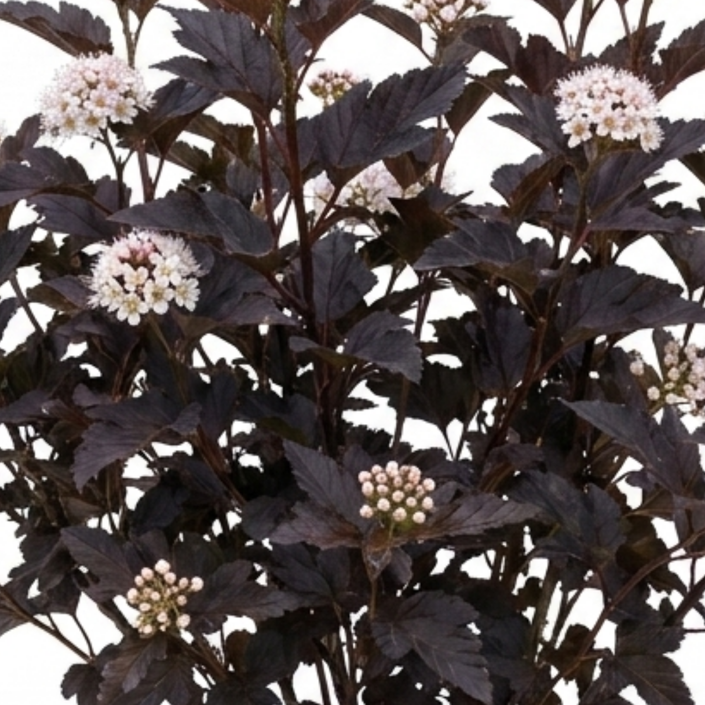 Physocarpus ‘Diabolo’ — Hardy Deciduous Shrub, Bee-Friendly, 3L Pot