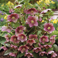 Hellebore ‘Tutu’ — Hardy Perennial, Bee-Friendly, 2L Pot
