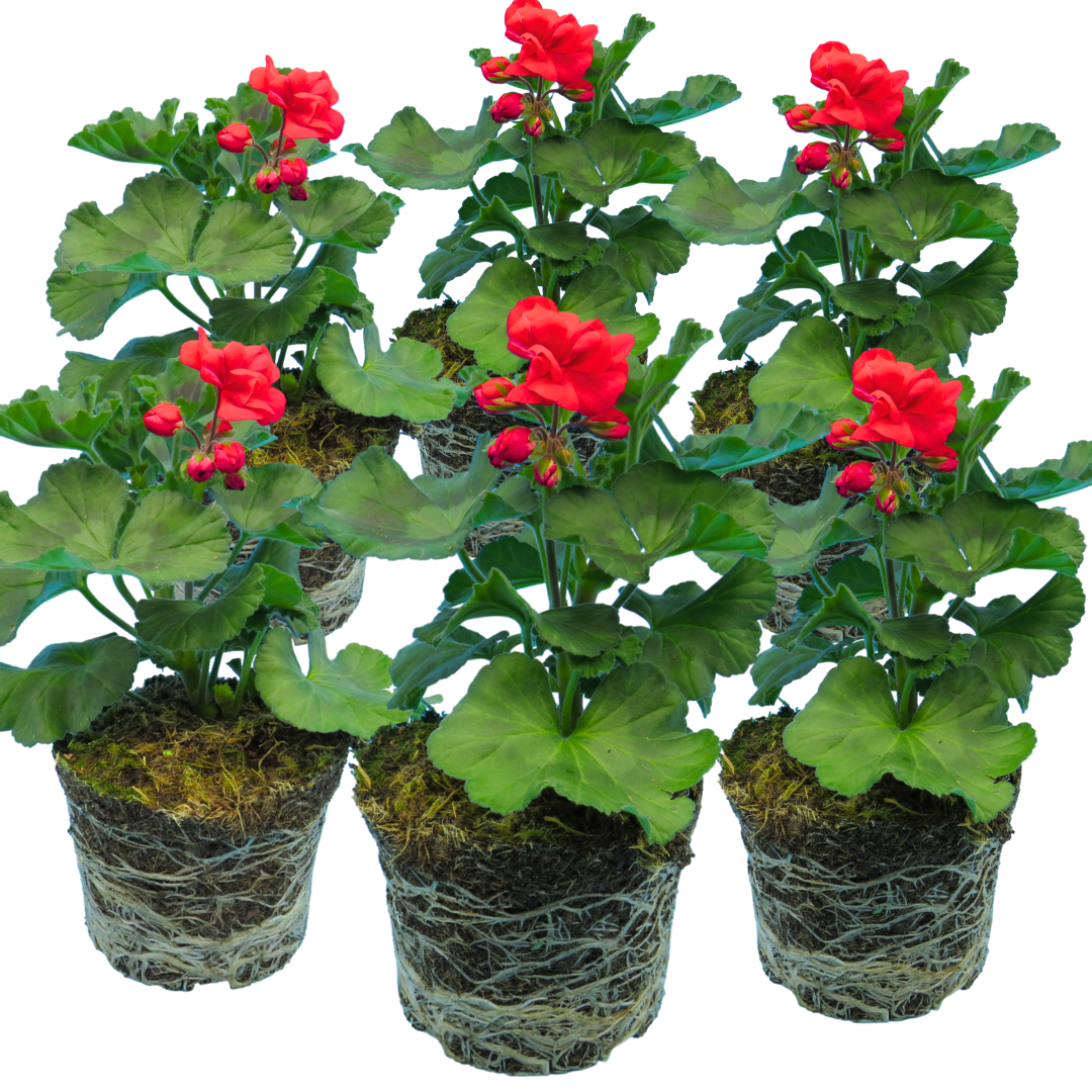Pelargonium ‘Senna’ — Tender Perennial (grown as bedding), Bee-Friendly, 1L Pot (Set of 3 or 6)