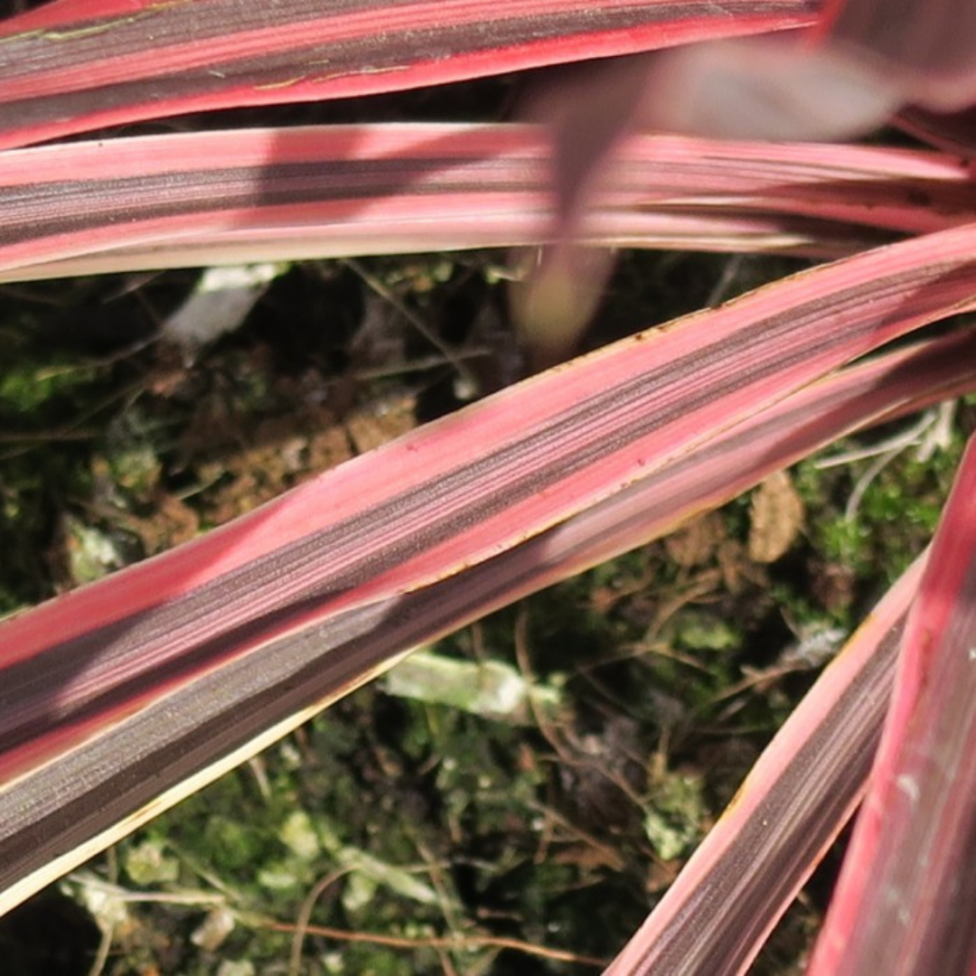 Cordyline ‘Charlie Boy’ — Evergreen Architectural Shrub, 1L Pot (Set of 3 or 6)