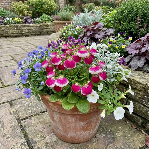Calceolaria ‘Pink Bicolour’ — Hardy Perennial, 1L Pot (Set of 3 or 6)