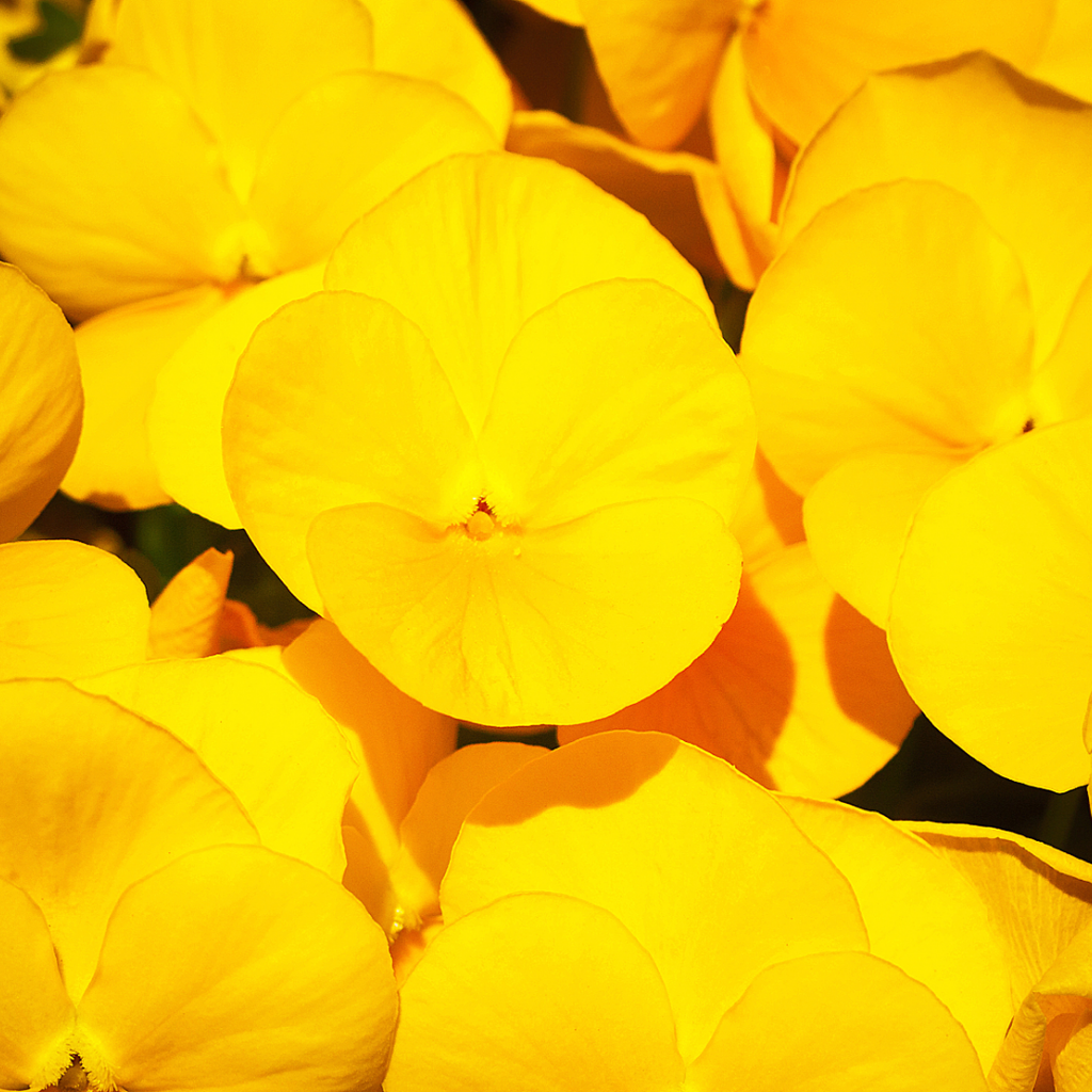 Pansy 'Delta Pro Yellow' — Hardy Bedding, 10.5cm Pot (Set of 3 or 6)