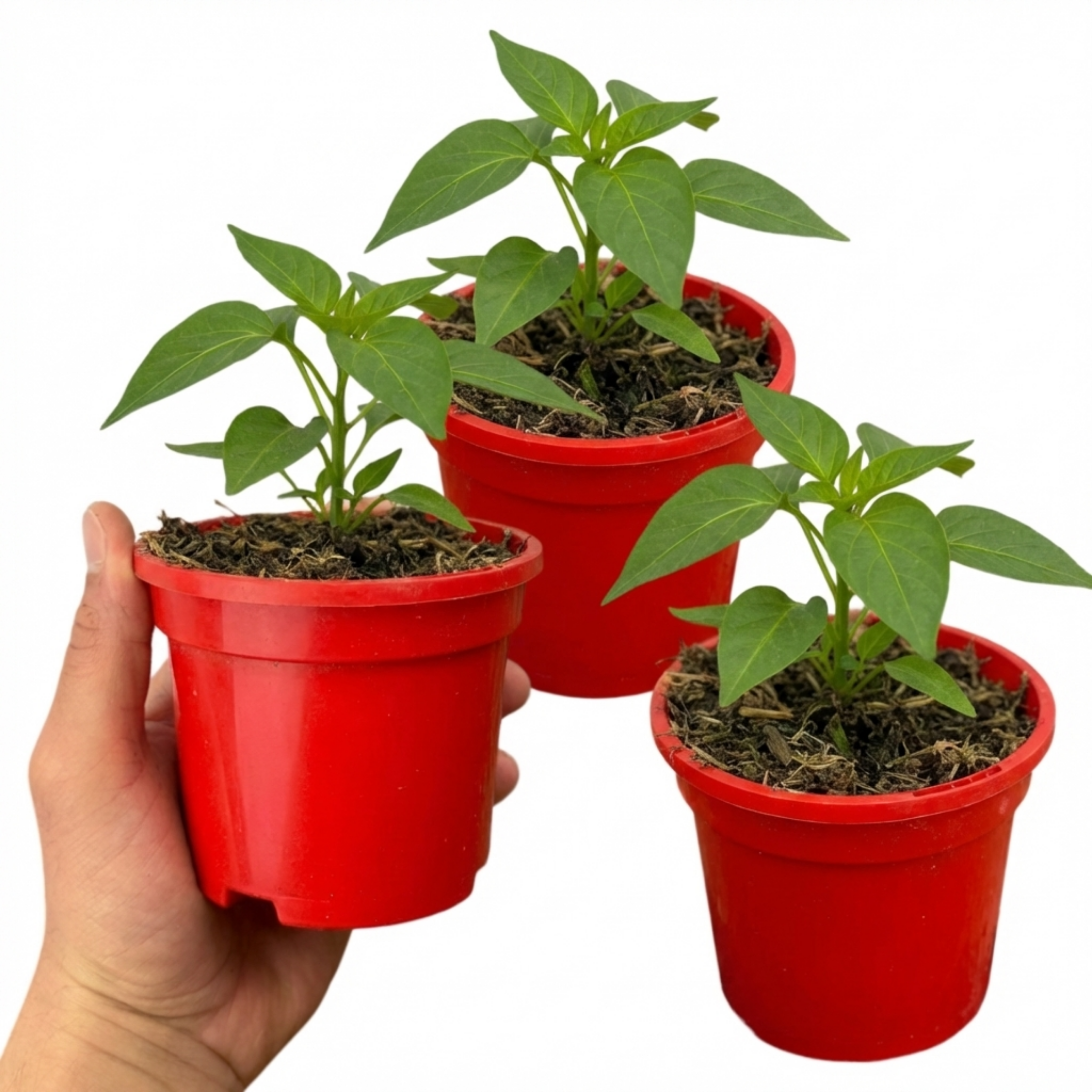 Sweet Pepper 'Liberty Belle' — Edible Annual, 10.5cm Pot (Set of 3 or 6)