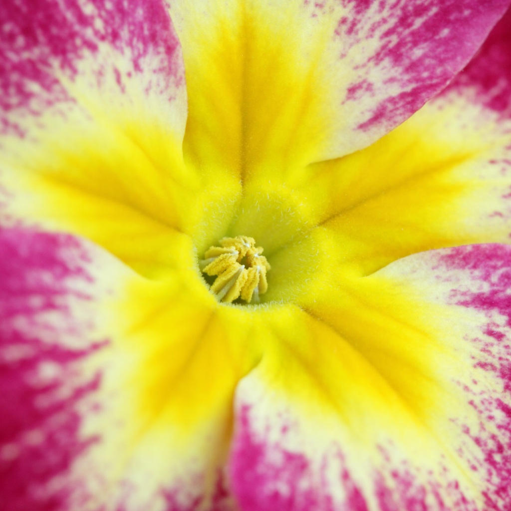 Polyanthus ‘Stella Cherryade’ — Hardy Perennial, 1L Pot