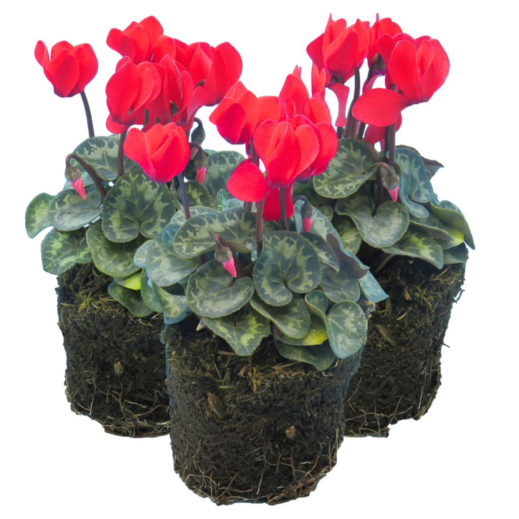 Cyclamen ‘Winfall Scarlet’ — Tender Pot Plant (perennial in mild climates), 10.5cm Pot (Set of 3 or 6)