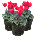 Cyclamen ‘Winfall Scarlet’ — Tender Pot Plant (perennial in mild climates), 10.5cm Pot (Set of 3 or 6)
