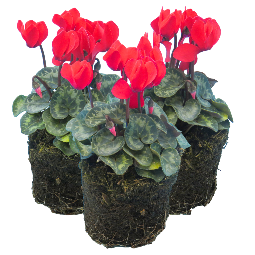Cyclamen ‘Winfall Scarlet’ — Tender Pot Plant (perennial in mild climates), 10.5cm Pot (Set of 3 or 6)