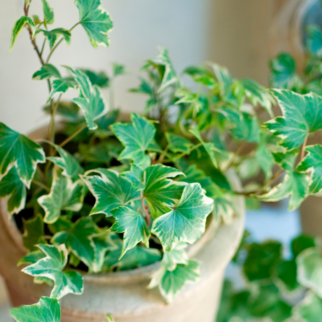 Hedera ‘Silver’ — Hardy Evergreen Climber / Ground Cover, Bee-Friendly, 10.5cm Pot (Set of 3 or 6)