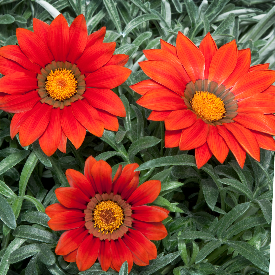 Gazania ‘Kiss Red’ — Hardy Perennial, 1L Pot (Set of 3 or 6)