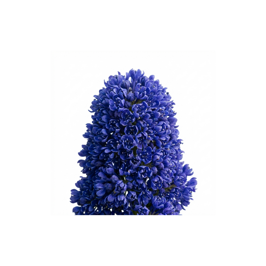 Ceanothus ‘Victoria’ — Evergreen Shrub, Bee-Friendly, 3L Pot