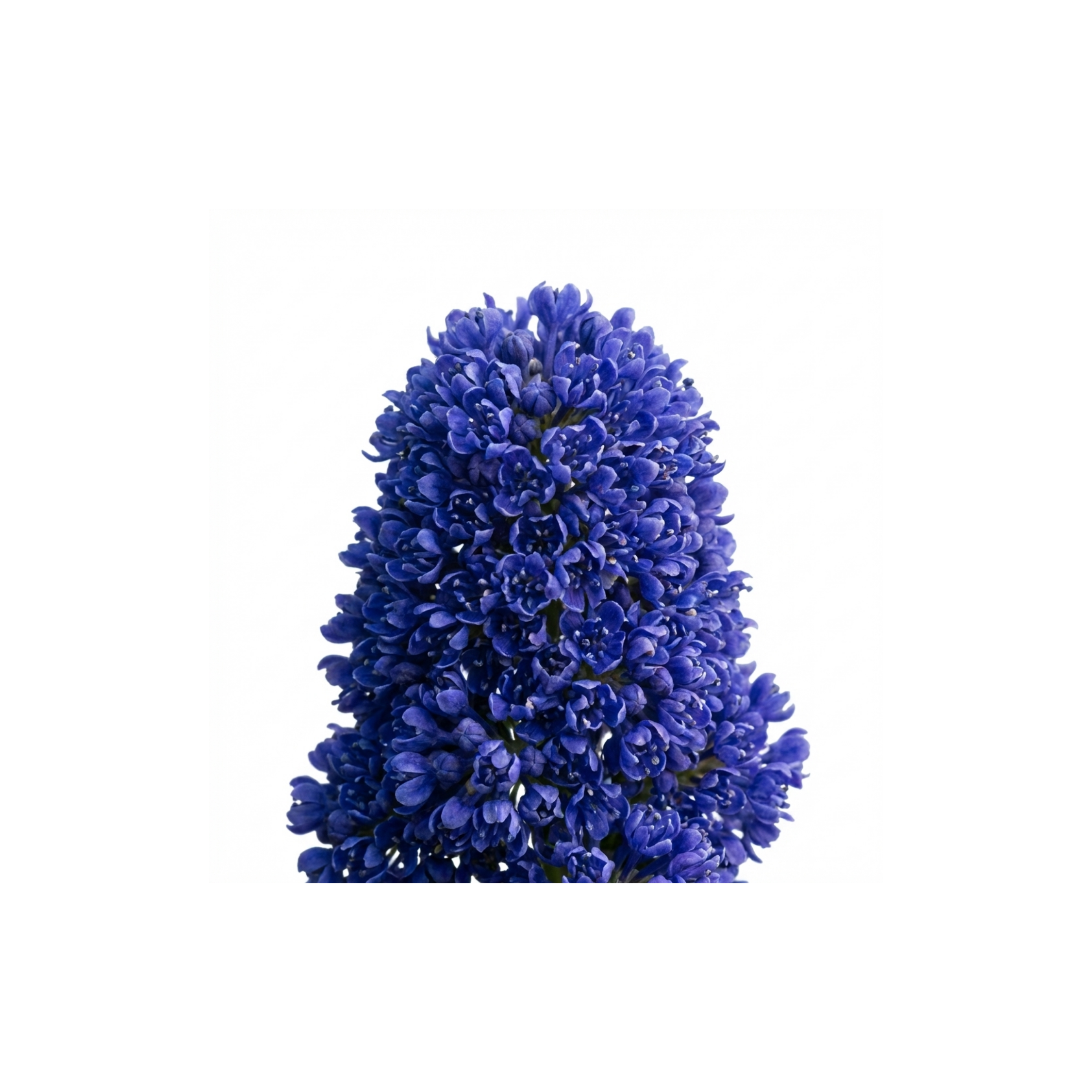 Ceanothus ‘Victoria’ — Evergreen Shrub, Bee-Friendly, 3L Pot