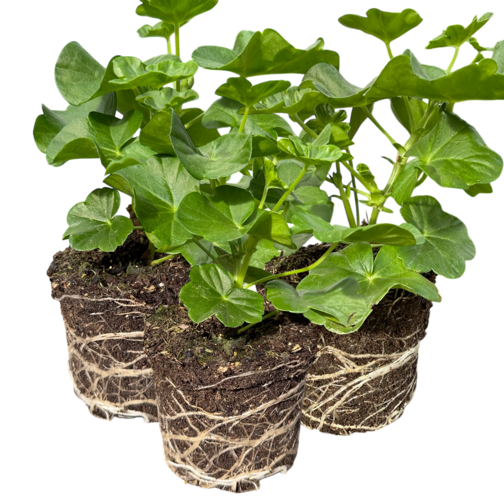 Geranium ‘Tornado Red’ — Hardy Perennial, 10.5cm Pot
