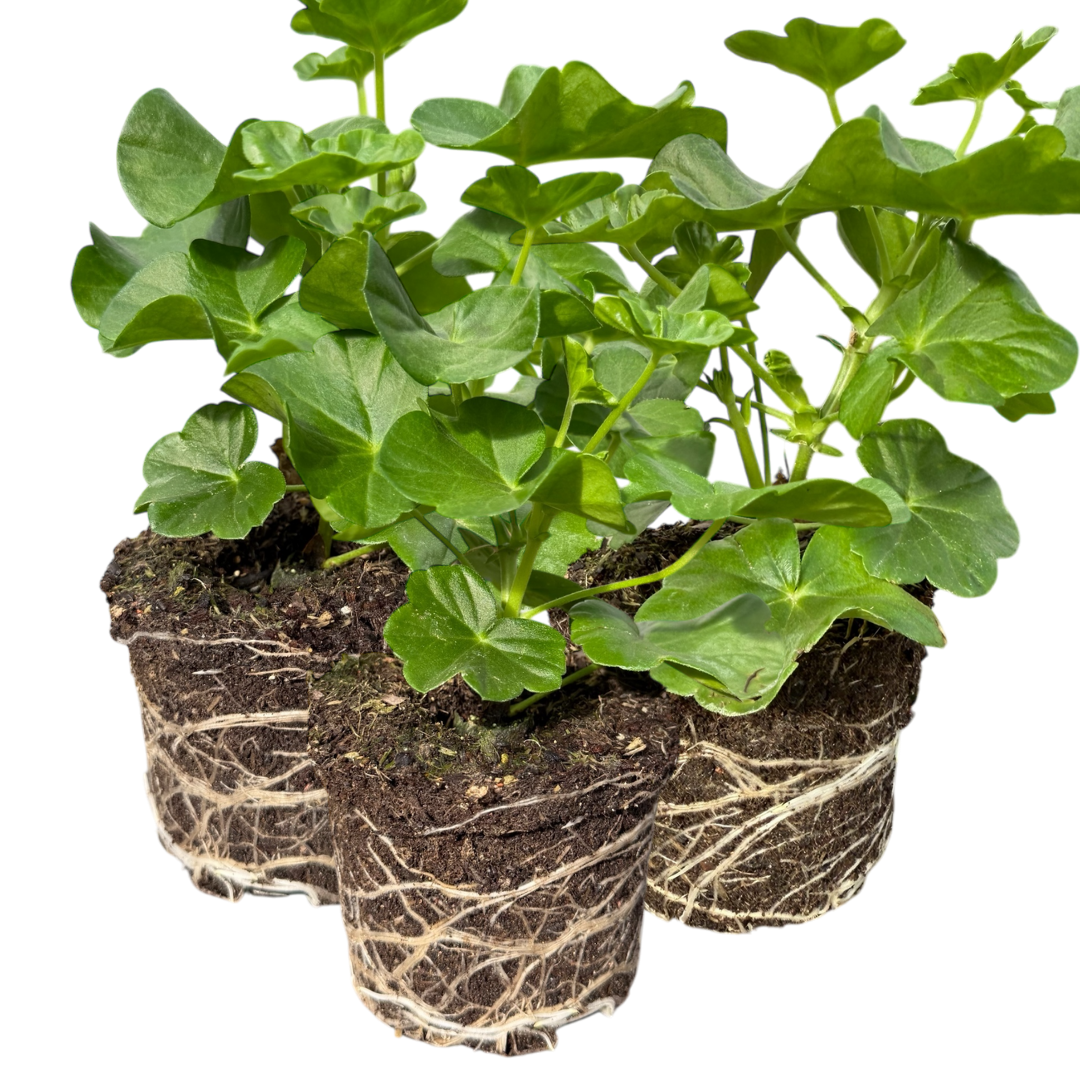 Geranium ‘Tornado Red’ — Hardy Perennial, 10.5cm Pot