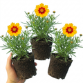 Coreopsis ‘Sunfire’ — Hardy Perennial, Bee-Friendly, 1L Pot (Set of 3 or 6)