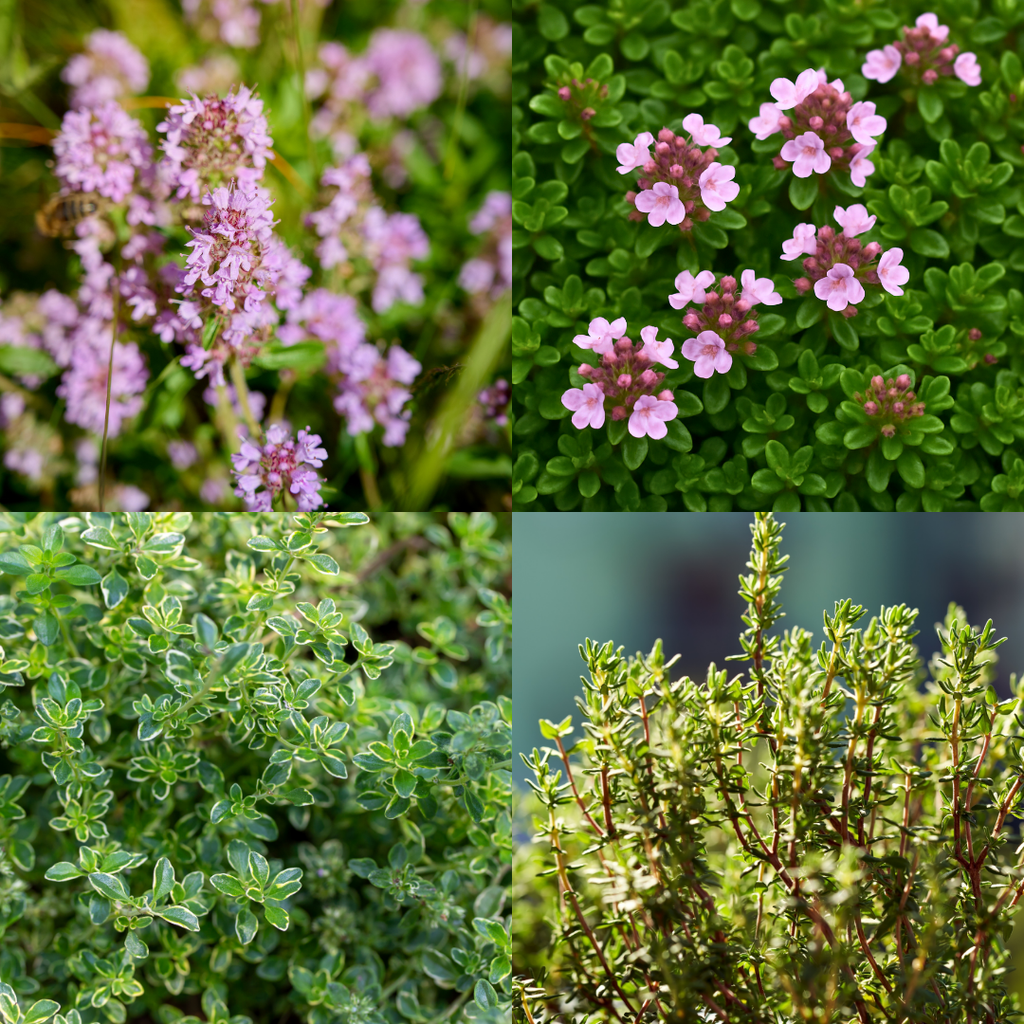 Thyme ‘Growers Choice Mix’ — Edible Plant, 1L Pot