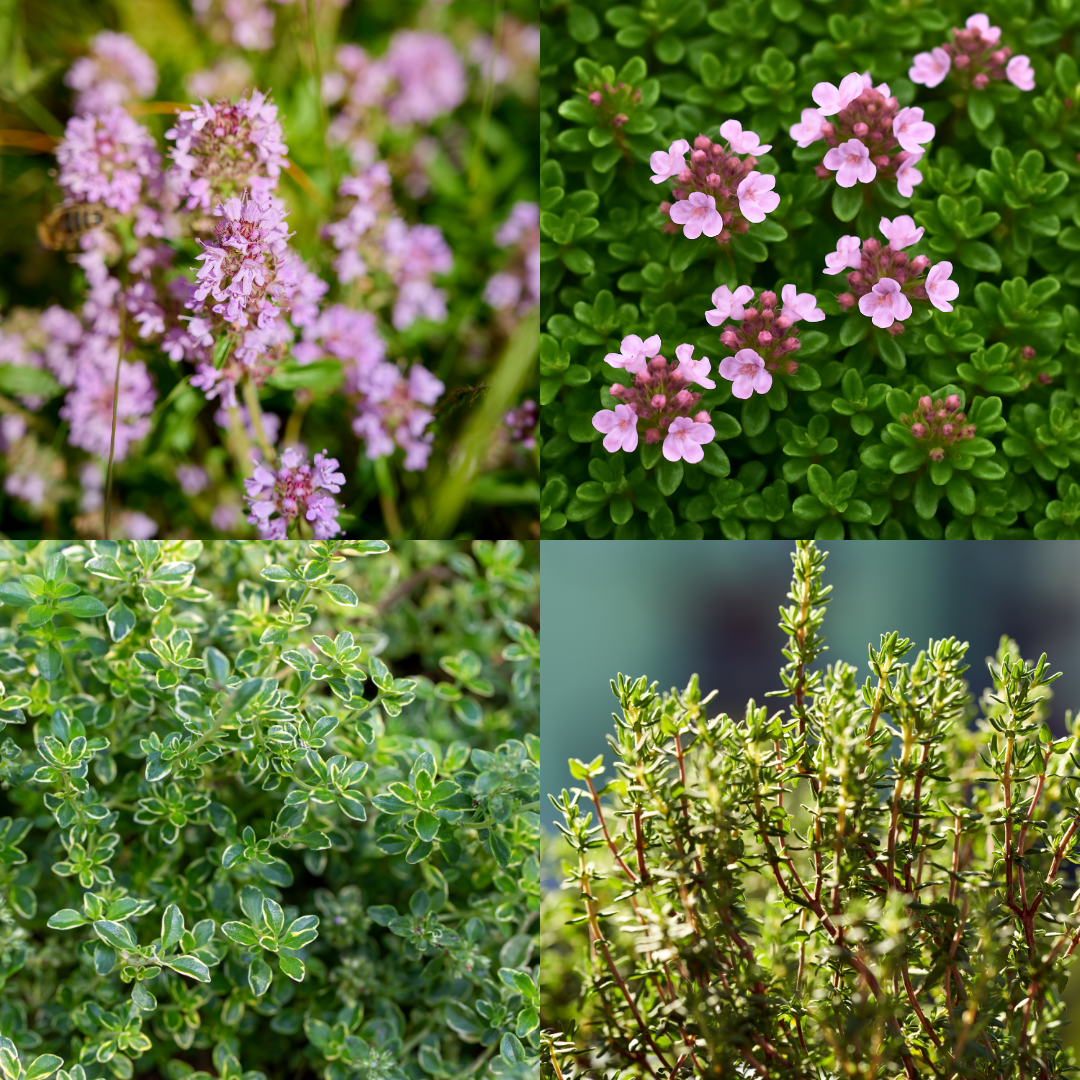 Thyme ‘Growers Choice Mix’ — Edible Plant, 1L Pot