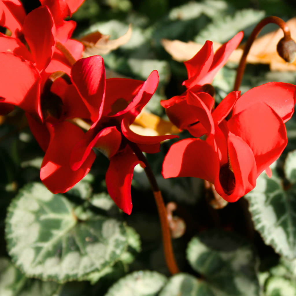 Cyclamen ‘Winfall Scarlet’ — Tender Pot Plant (perennial in mild climates), 10.5cm Pot (Set of 3 or 6)