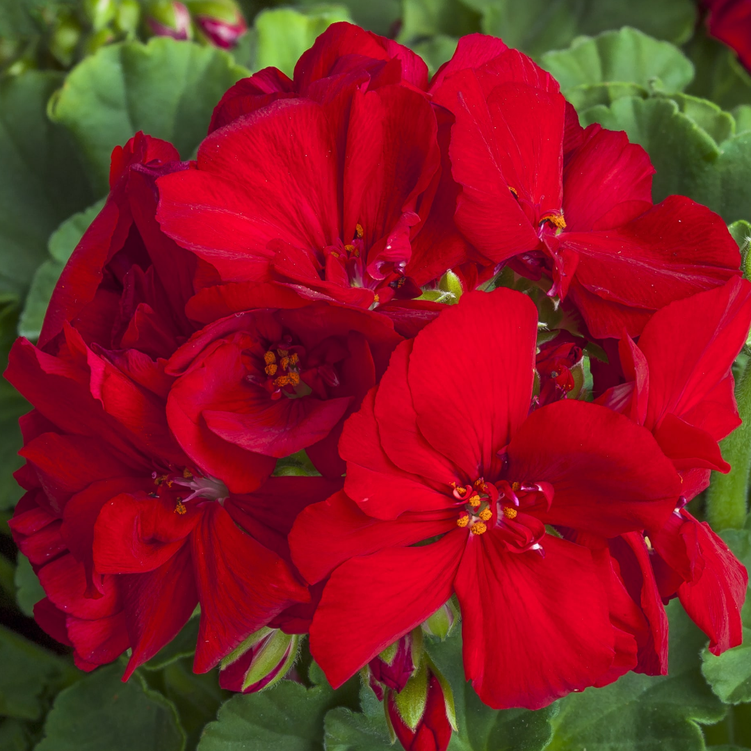 Pelargonium ‘Calliope Dark Red’ — Tender Perennial (grown as bedding), Bee-Friendly, 1L Pot