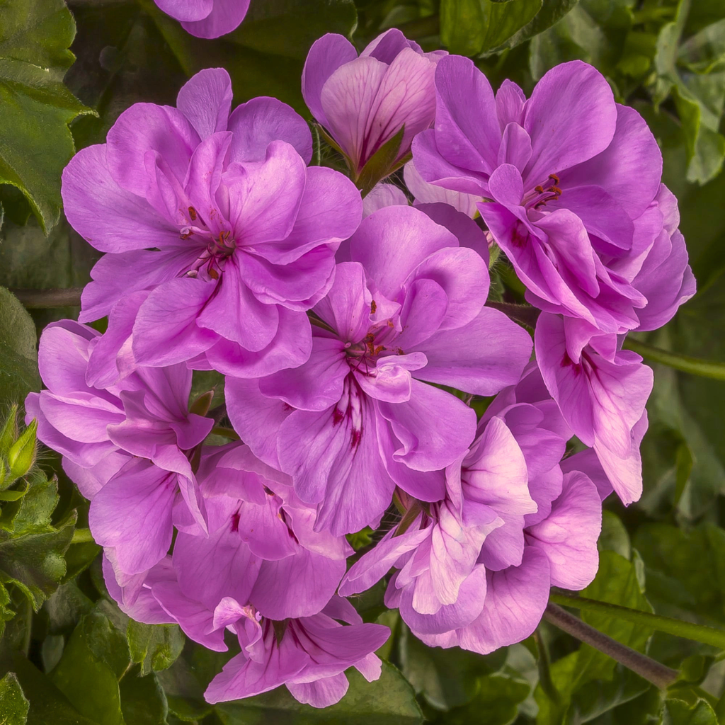 Geranium ‘Sunflair Amethyst’ — Hardy Perennial, 10.5cm Pot (Set of 3 or 6)