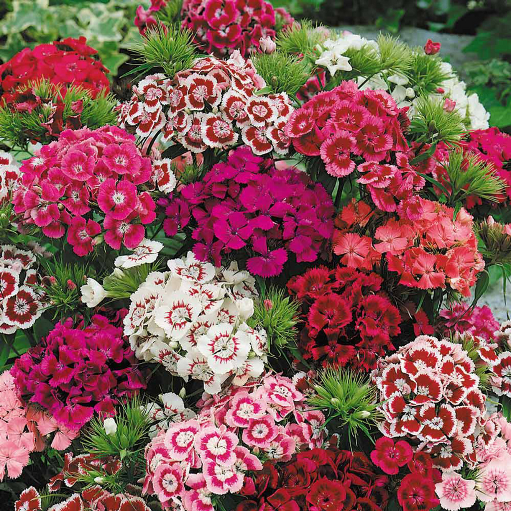 Dianthus ‘Festival’ — Hardy Short-Lived Perennial (often grown as biennial), Bee-Friendly, 10.5cm Pot