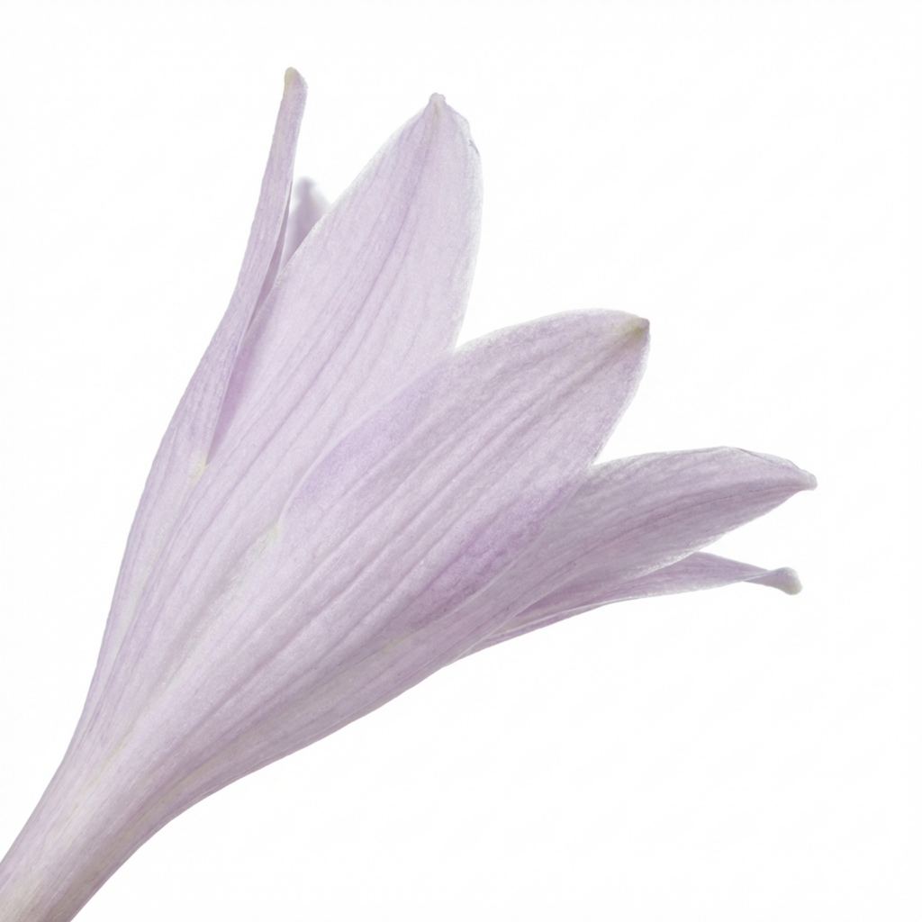 Hosta 'Paul's Glory' — Plantain Lily, Hardy Perennial, 1L Pot (Set of 3 or 6)